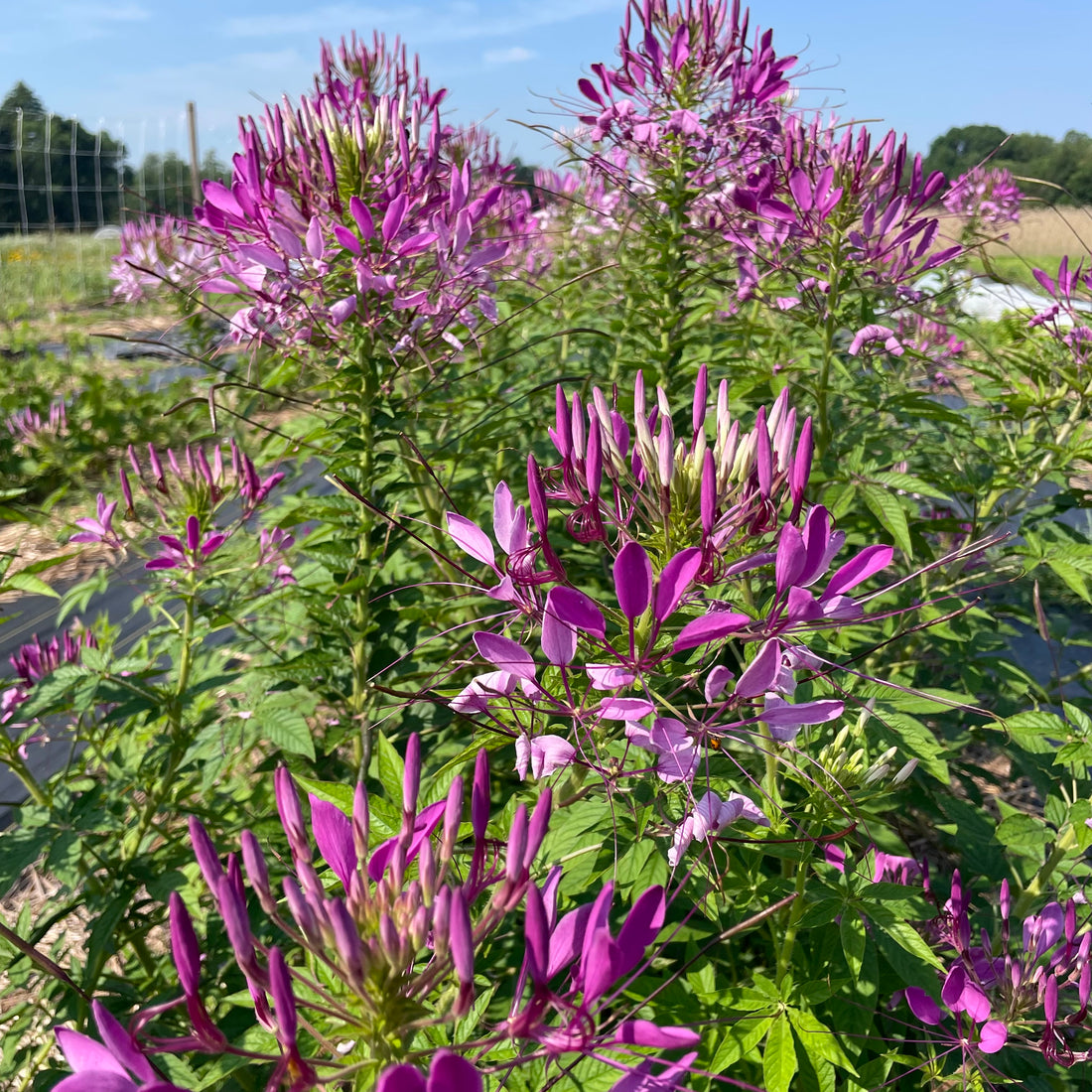 Mauve Queen Cleome