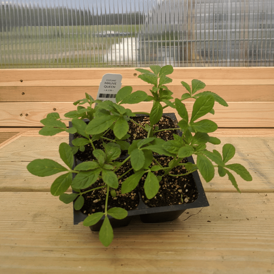 Mauve Queen Cleome Seedlings