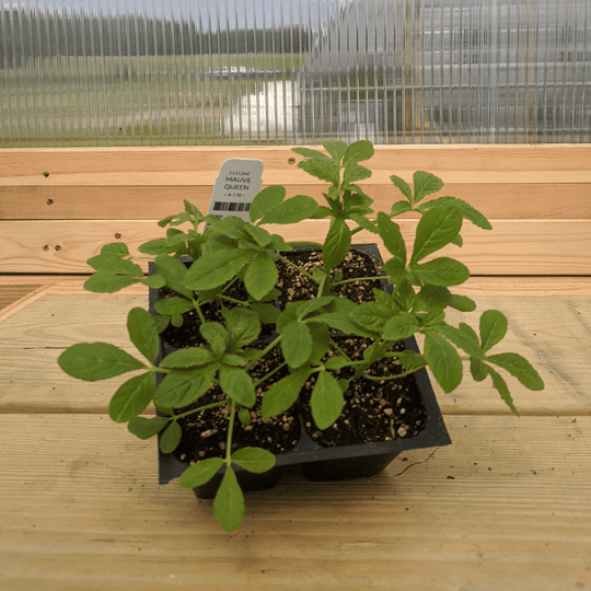 Mauve Queen Cleome  Seedlings