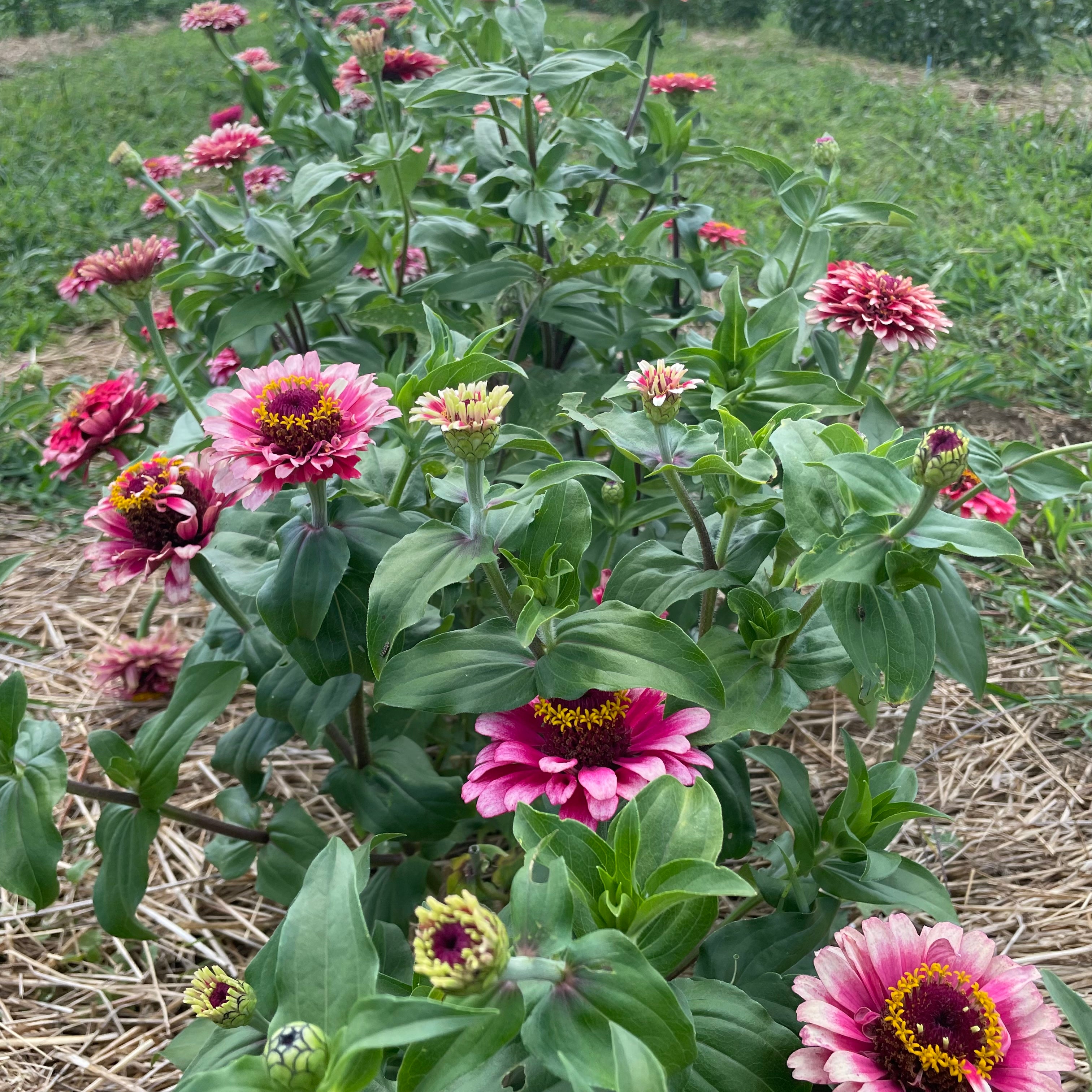 Mazurkia Zinnia Seedlings