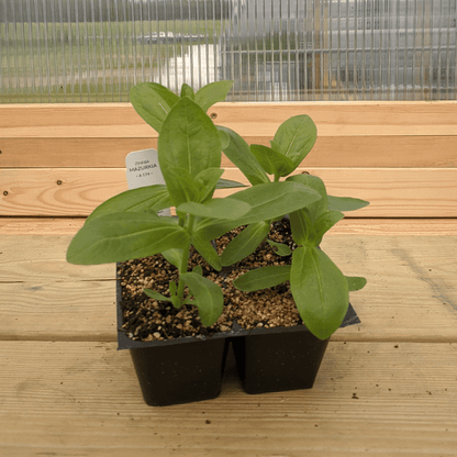 Mazurkia Zinnia Seedlings