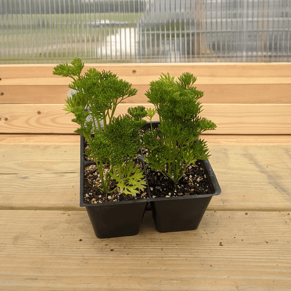 Menuette Parsley Seedlings