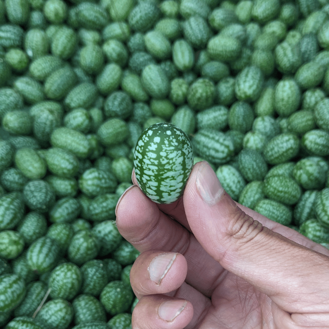 Mexican Sour Gherkin