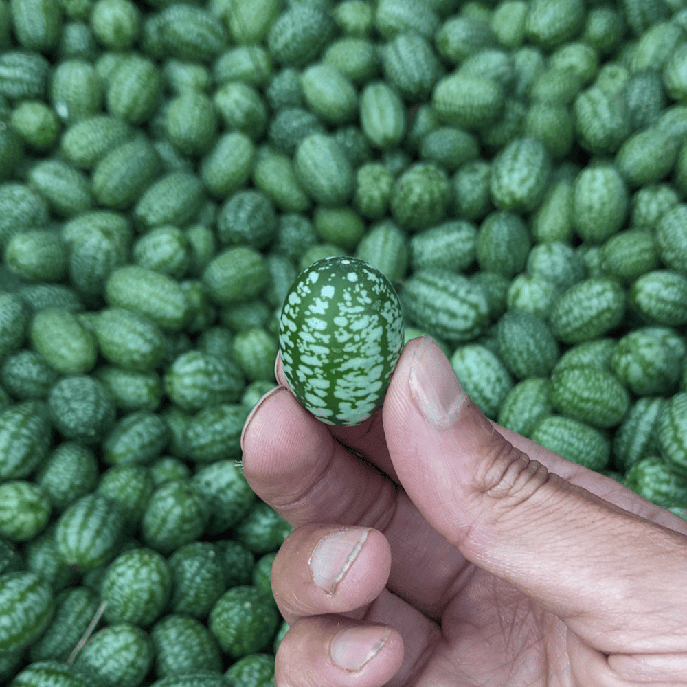 Mexican Sour Gherkin vendor-unknown