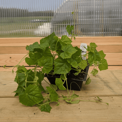 Mexican Sour Gherkin Seedlings