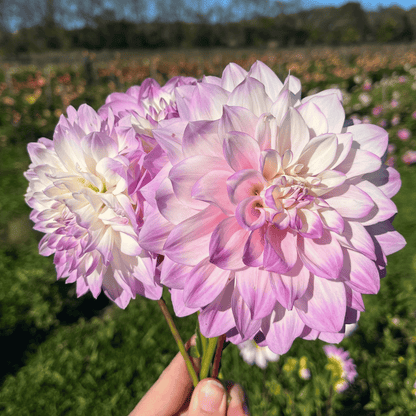 Mikayla Miranda Dahlia Tuber