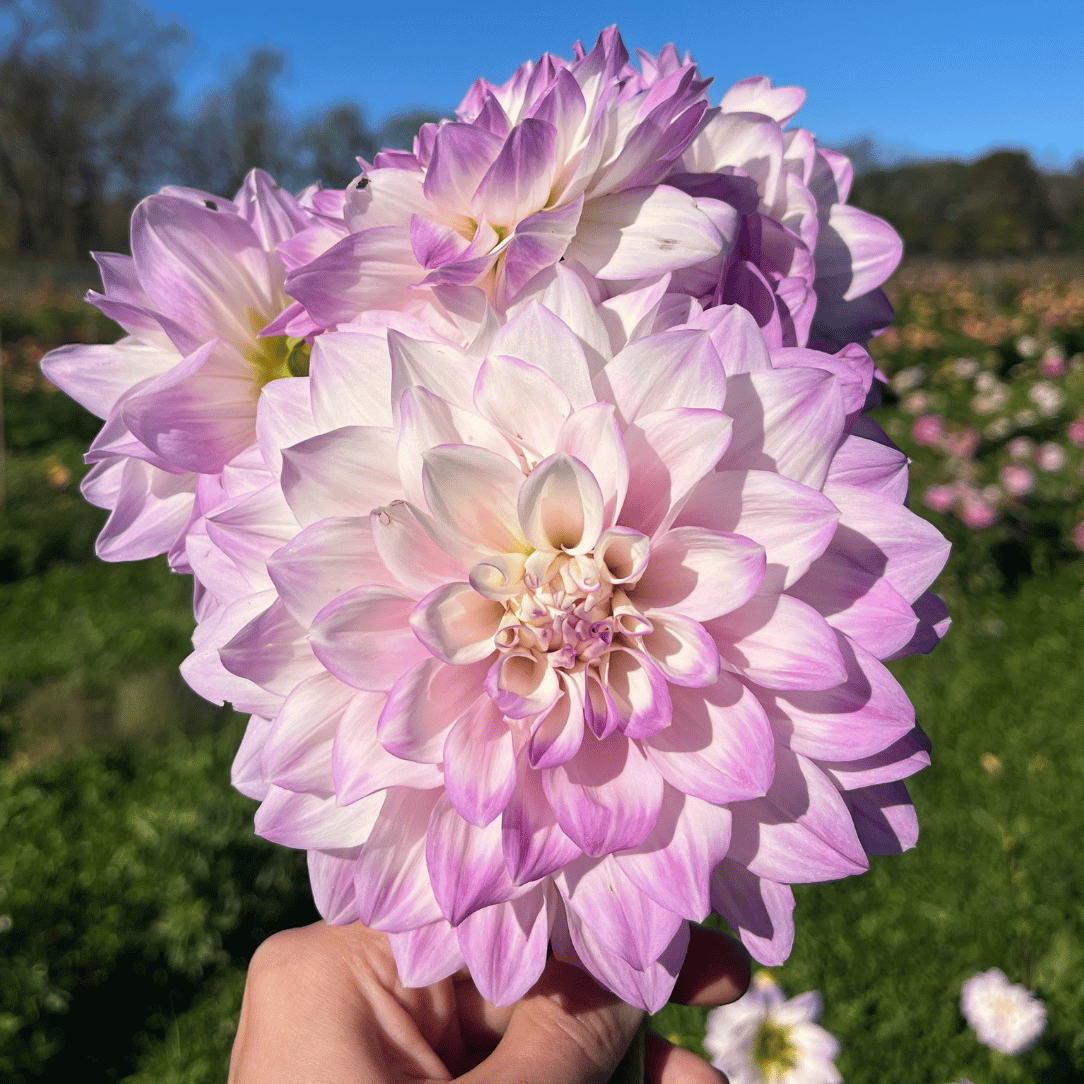 Mikayla Miranda Dahlia Tuber