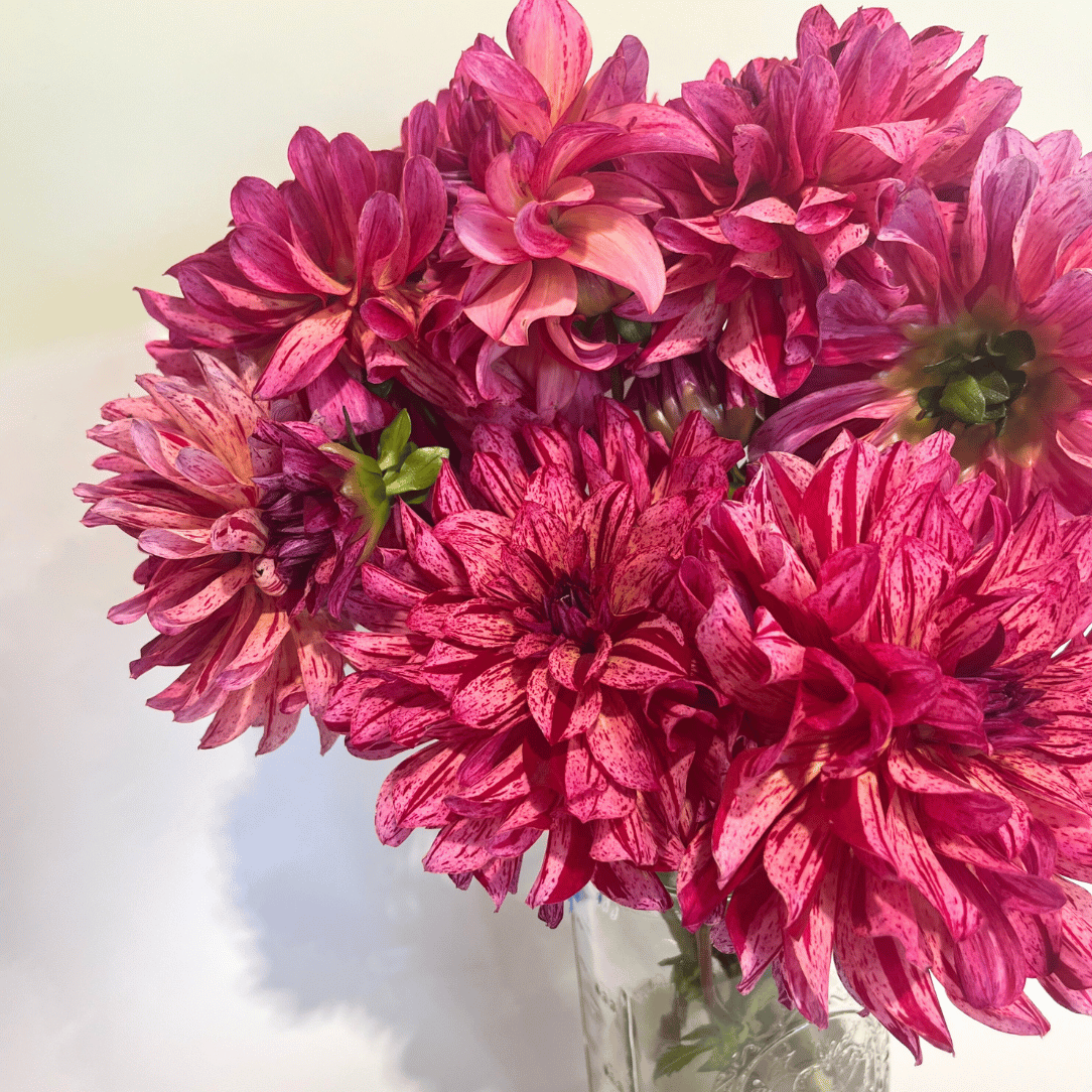 Mingus Toni Dahlia Tuber