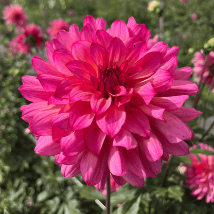 Mingus Toni Dahlia Tuber