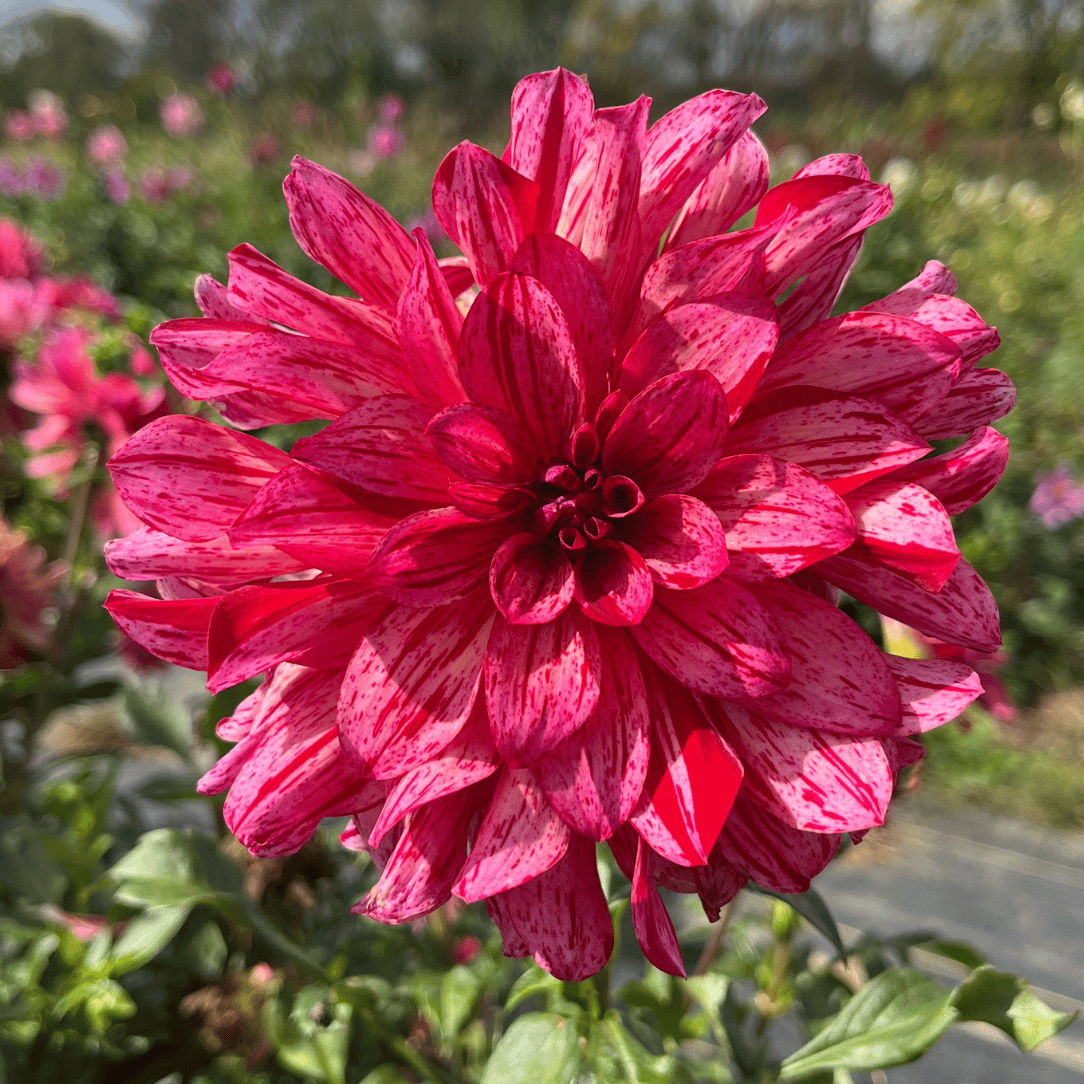 Mingus Toni Dahlia Tuber