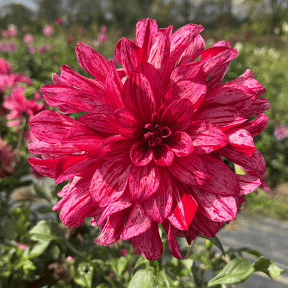 Mingus Toni Dahlia Tuber
