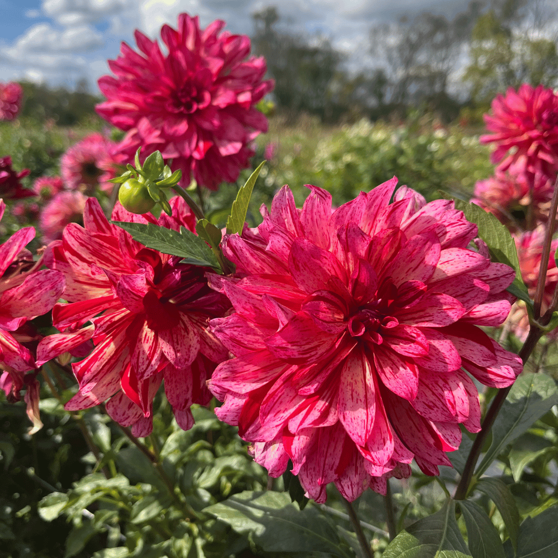 Mingus Toni Dahlia Tuber