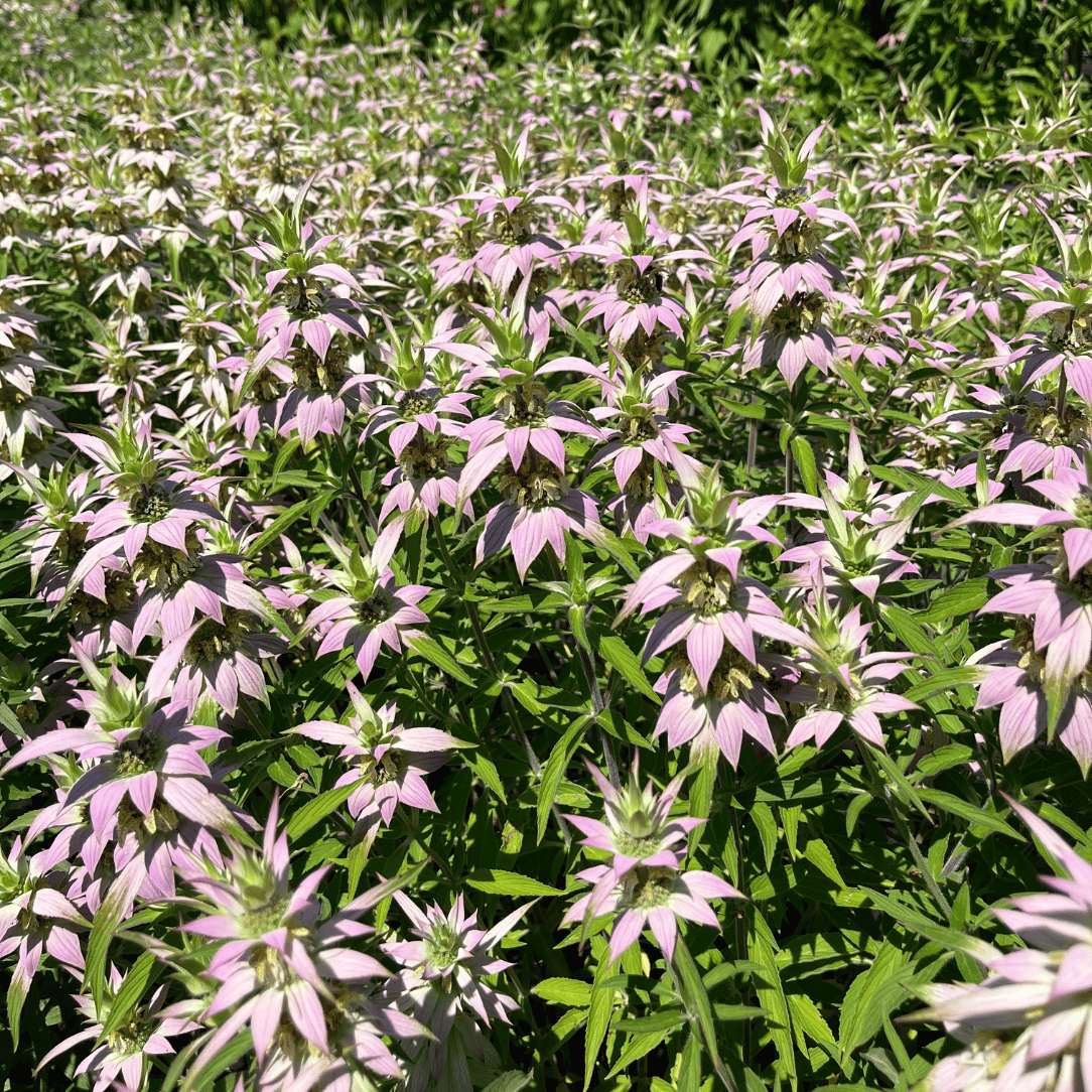 Spotted Bee Balm - PollinateHV Local Ecotype