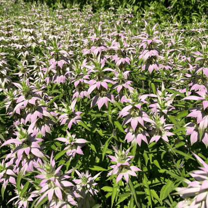 Spotted Bee Balm - PollinateHV Local Ecotype