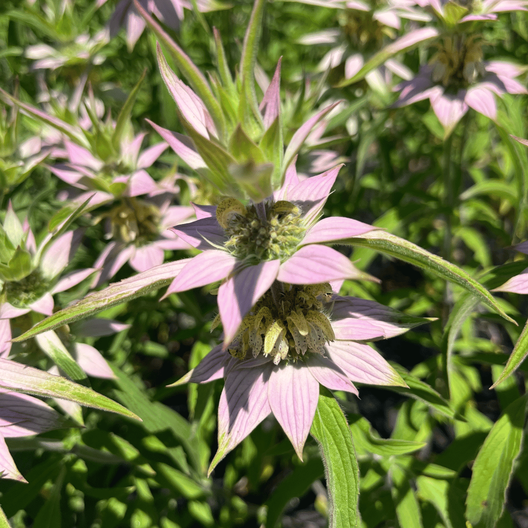 Spotted Bee Balm - PollinateHV Local Ecotype