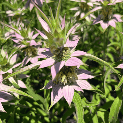 Spotted Bee Balm - PollinateHV Local Ecotype