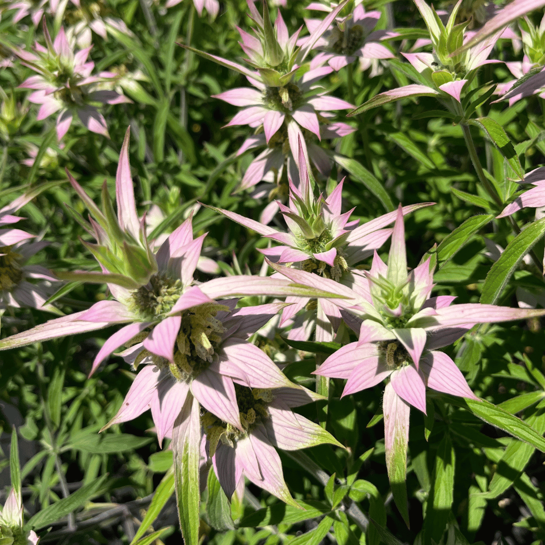 Spotted Bee Balm - PollinateHV Local Ecotype