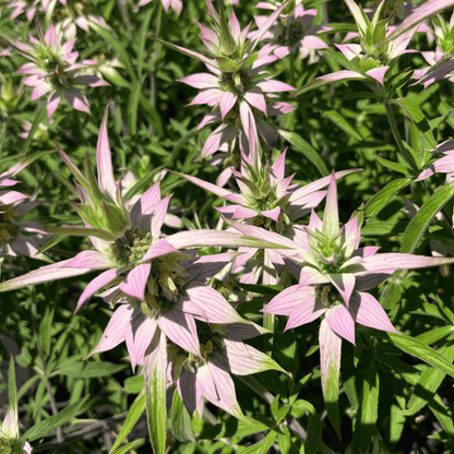 Spotted Bee Balm - PollinateHV Local Ecotype
