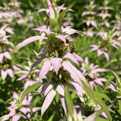 Spotted Bee Balm - PollinateHV Local Ecotype