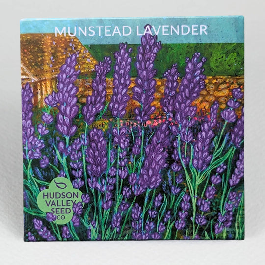 Munstead Lavender Seedlings