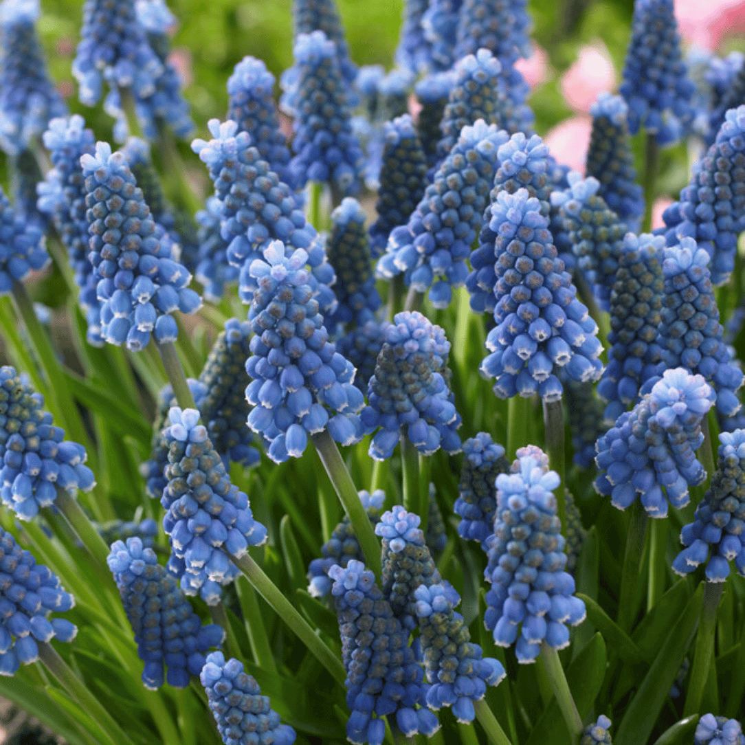 Muscari aucheri &