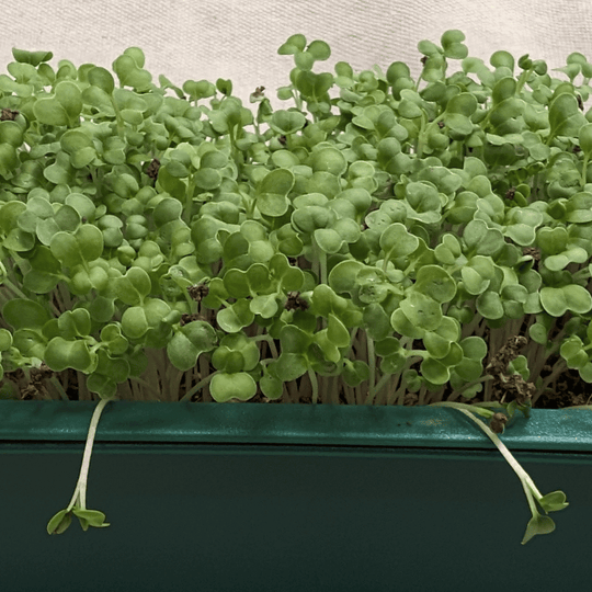 Organic Microgreens: Mustard