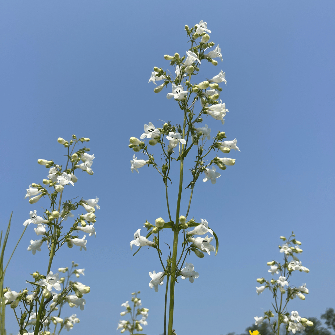 Northeast Native Wildflower Mix Seed Shaker