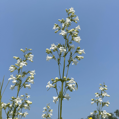 Northeast Native Wildflower Mix Seed Shaker