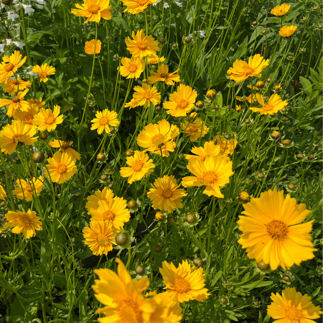 Northeast Native Wildflower Mix Seed Shaker