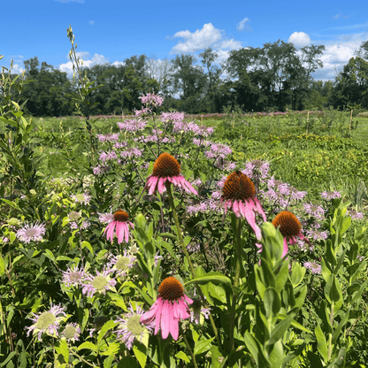 Northeast Native Wildflower Mix Seed Shaker