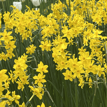 Narcissus