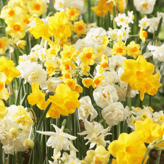 Narcissus Long-Lasting 'Fragrant Mixture'