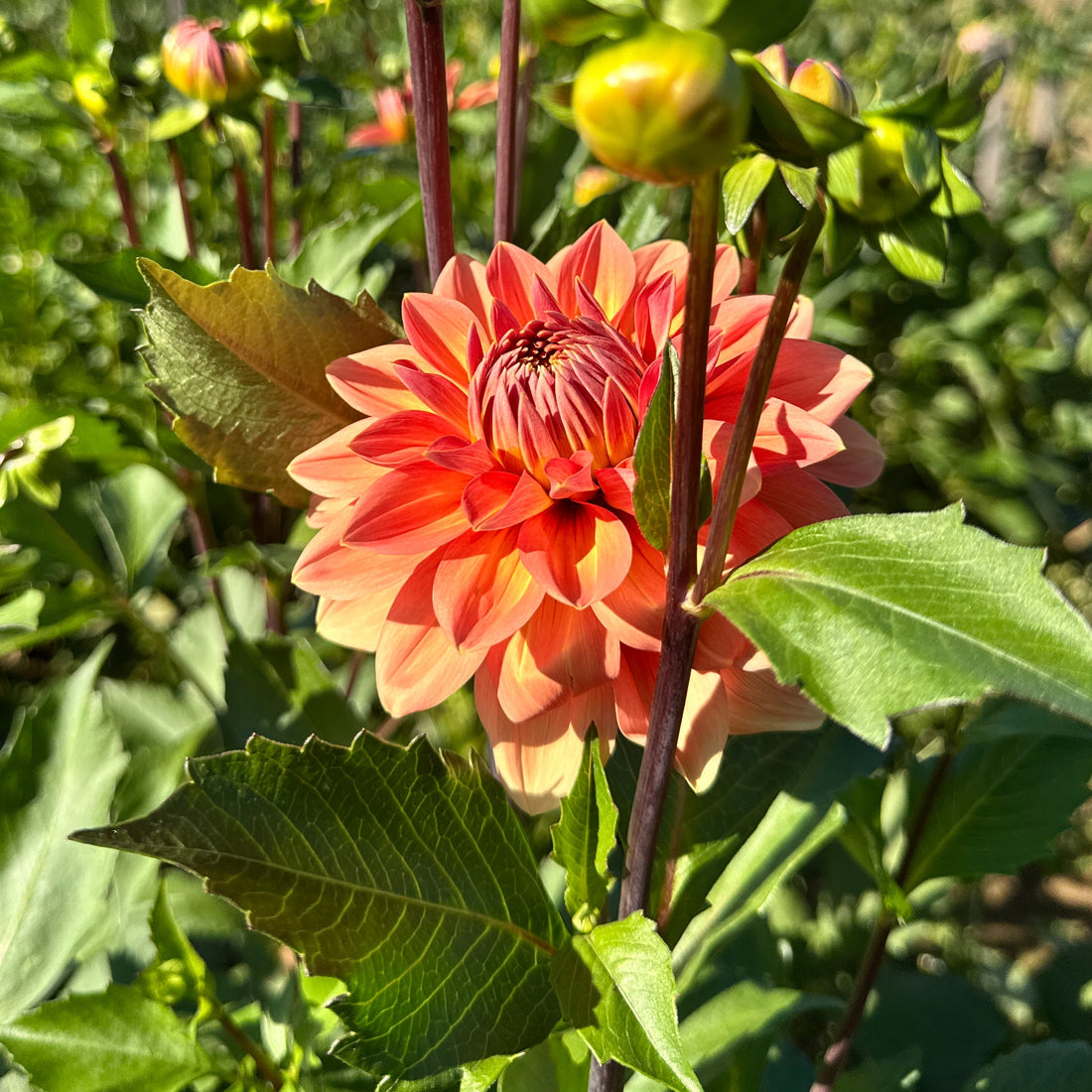 Nicholas Dahlia Tuber