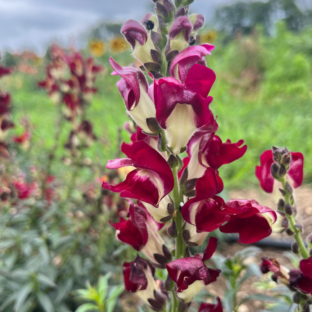 Night &amp; Day Snapdragon
