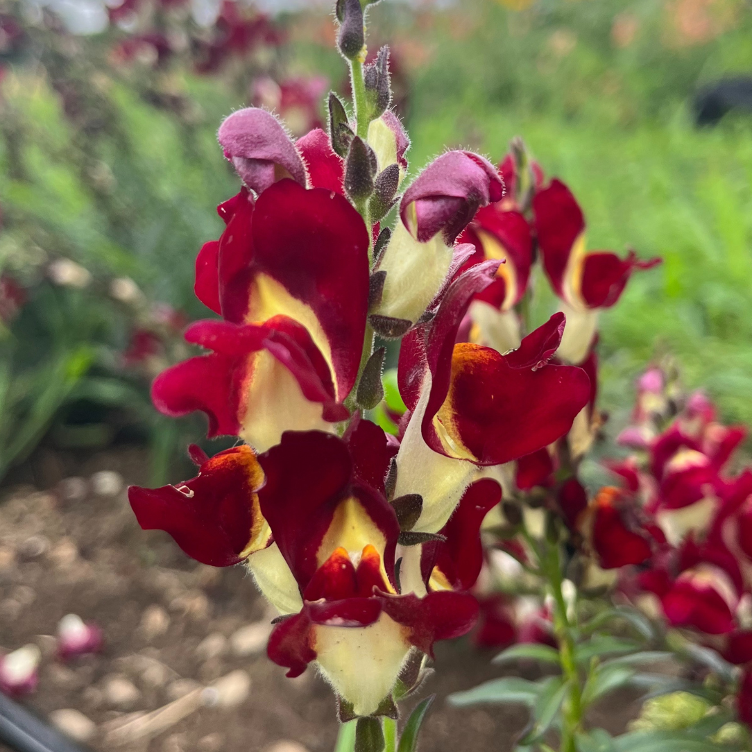 Night &amp; Day Snapdragon