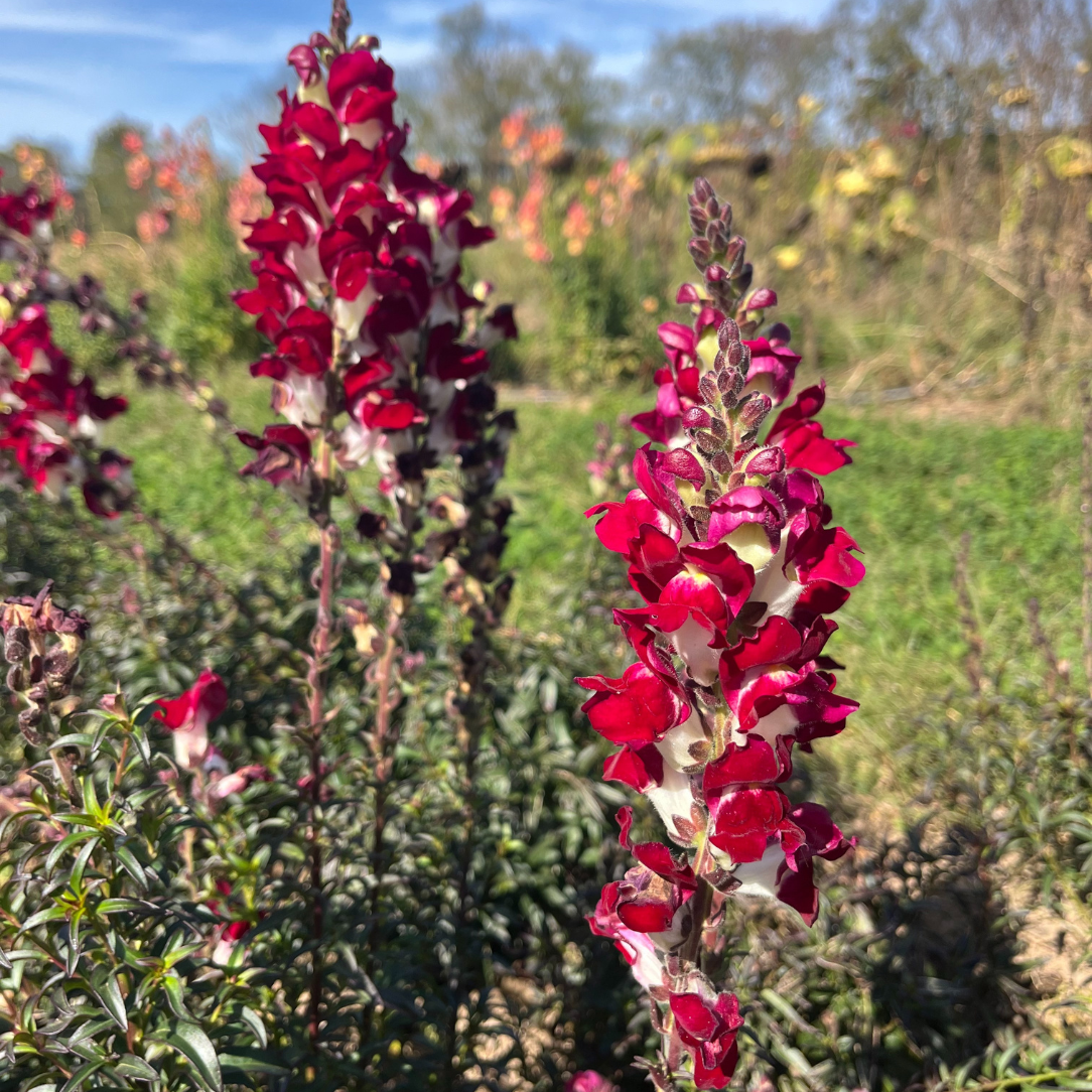 Night &amp; Day Snapdragon