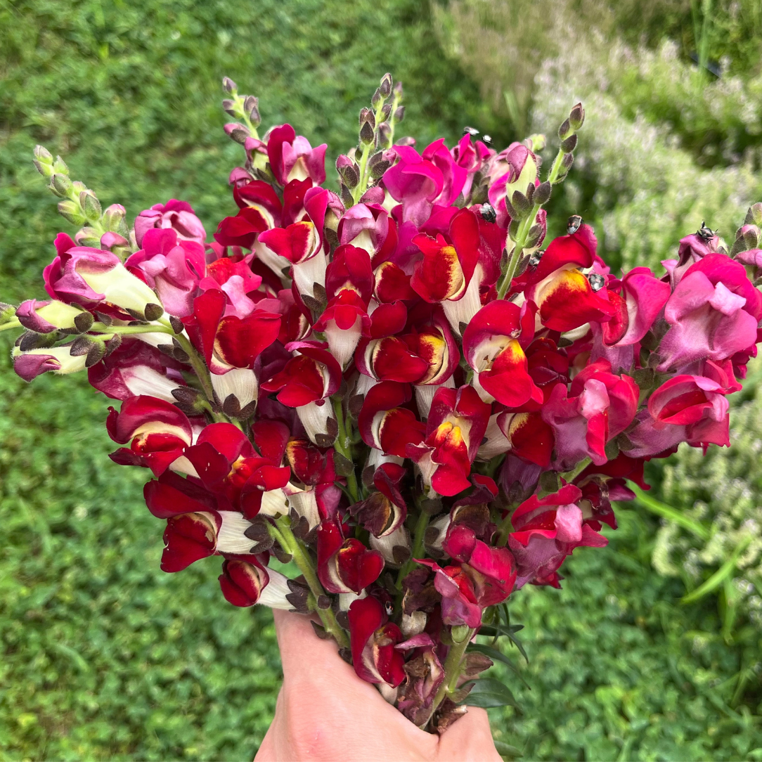Night &amp; Day Snapdragon