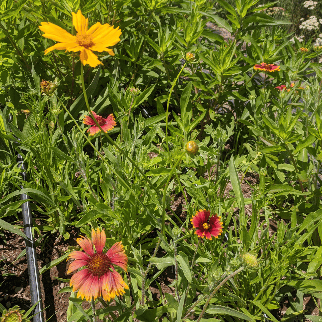 Northeast Native Wildflower Seed Mix