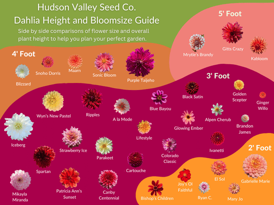 Cartouche Dahlia Tuber