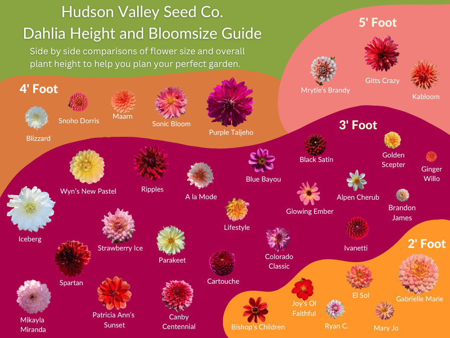 Canby Centennial Dahlia Tuber