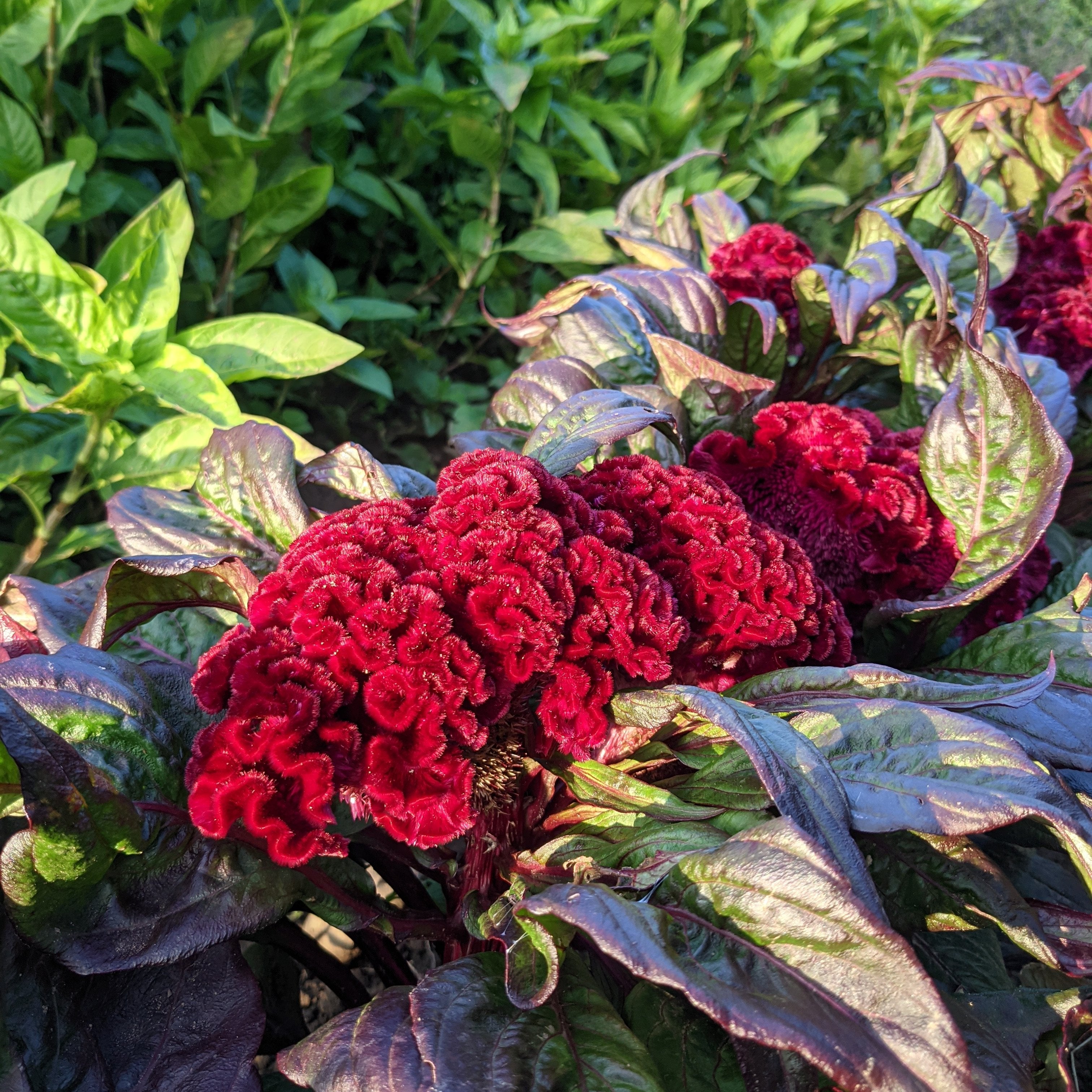 Dracula Celosia Seedlings