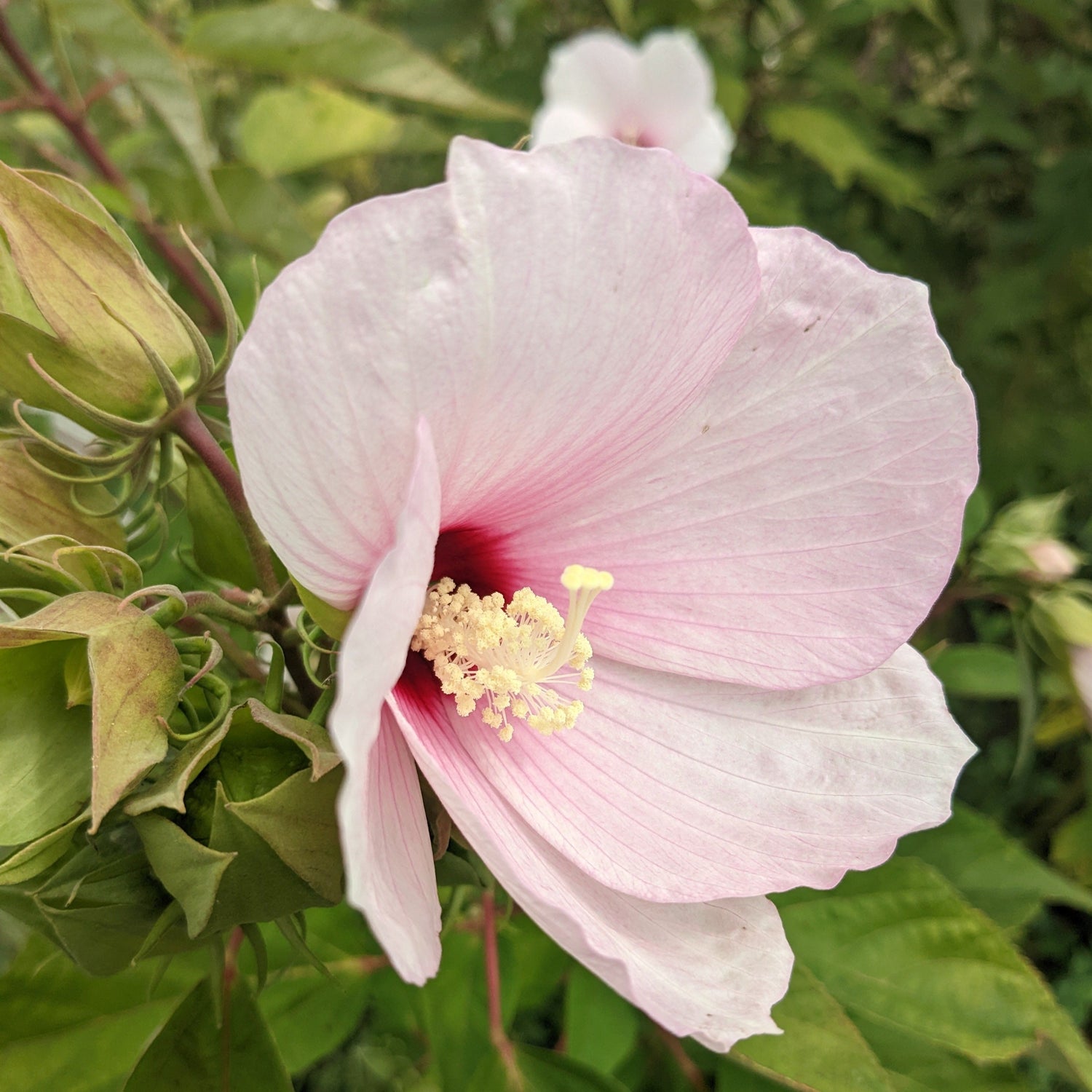 Hardy Hibiscus Seedlings