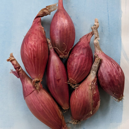 Red Long of Tropea Onion