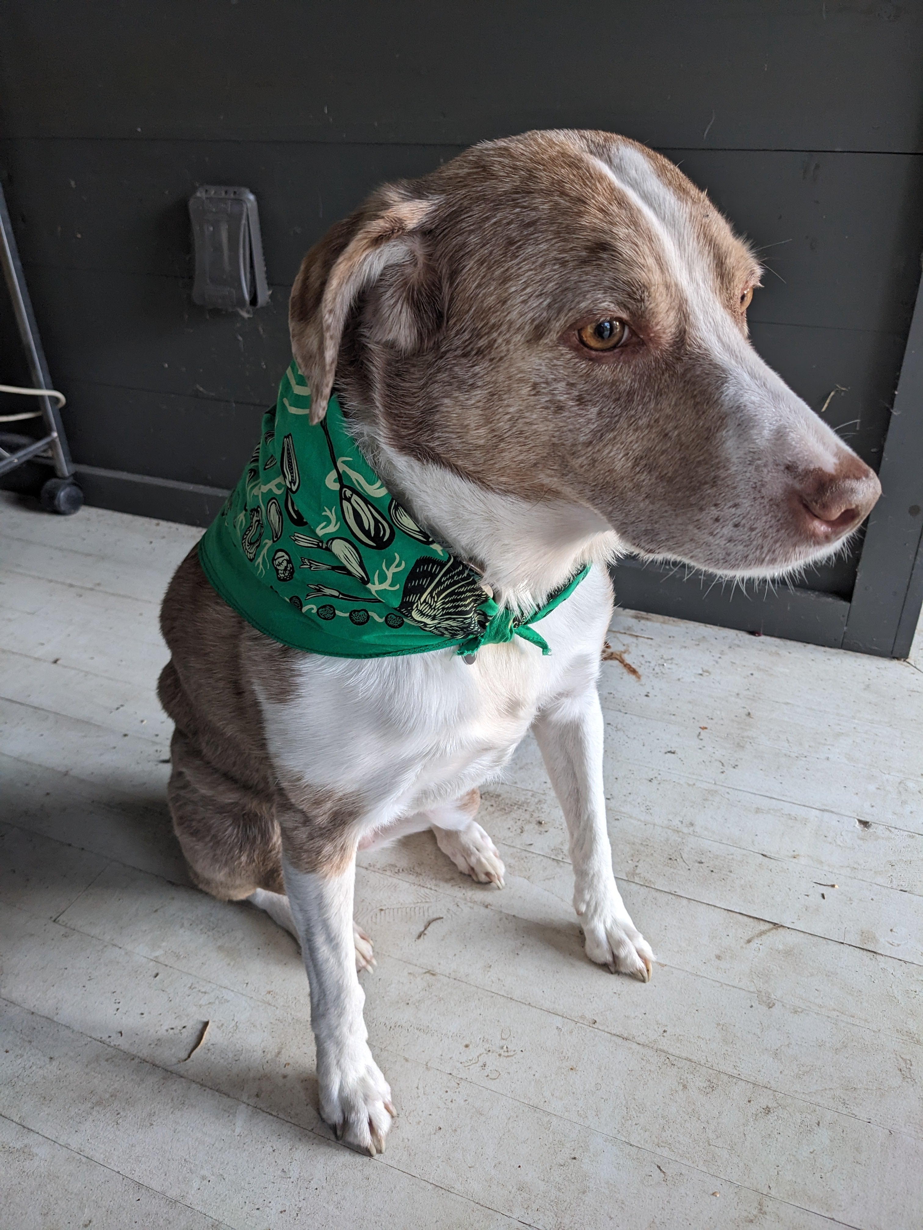 Seeds and Pollinators Bandana