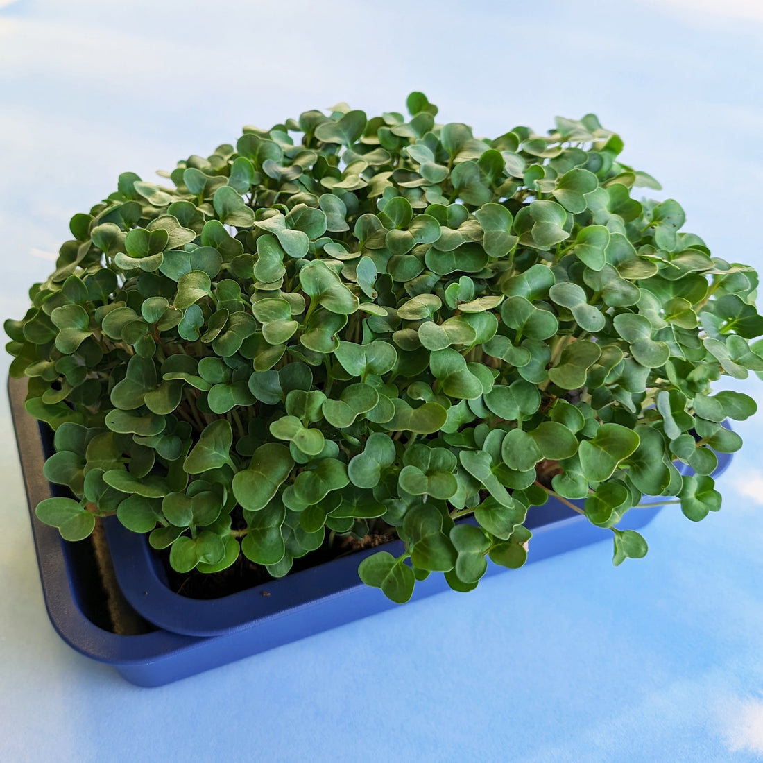 Organic Microgreens: Radish