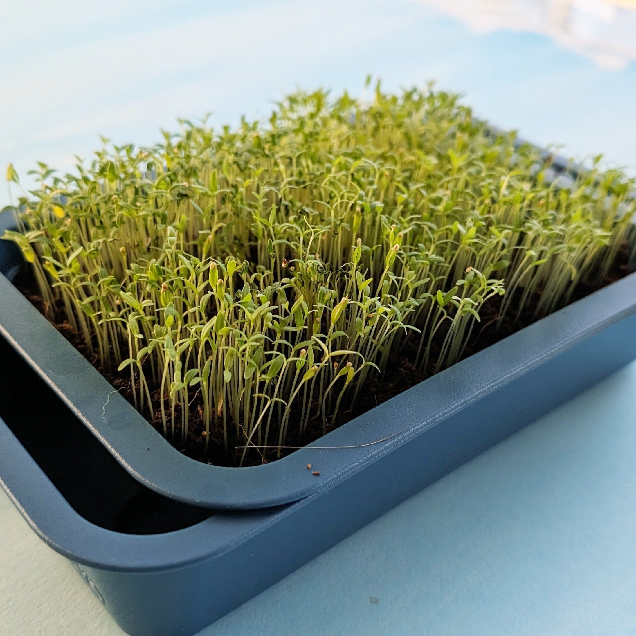 Organic Microgreens: Amaranth