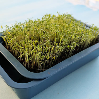 Organic Microgreens: Amaranth