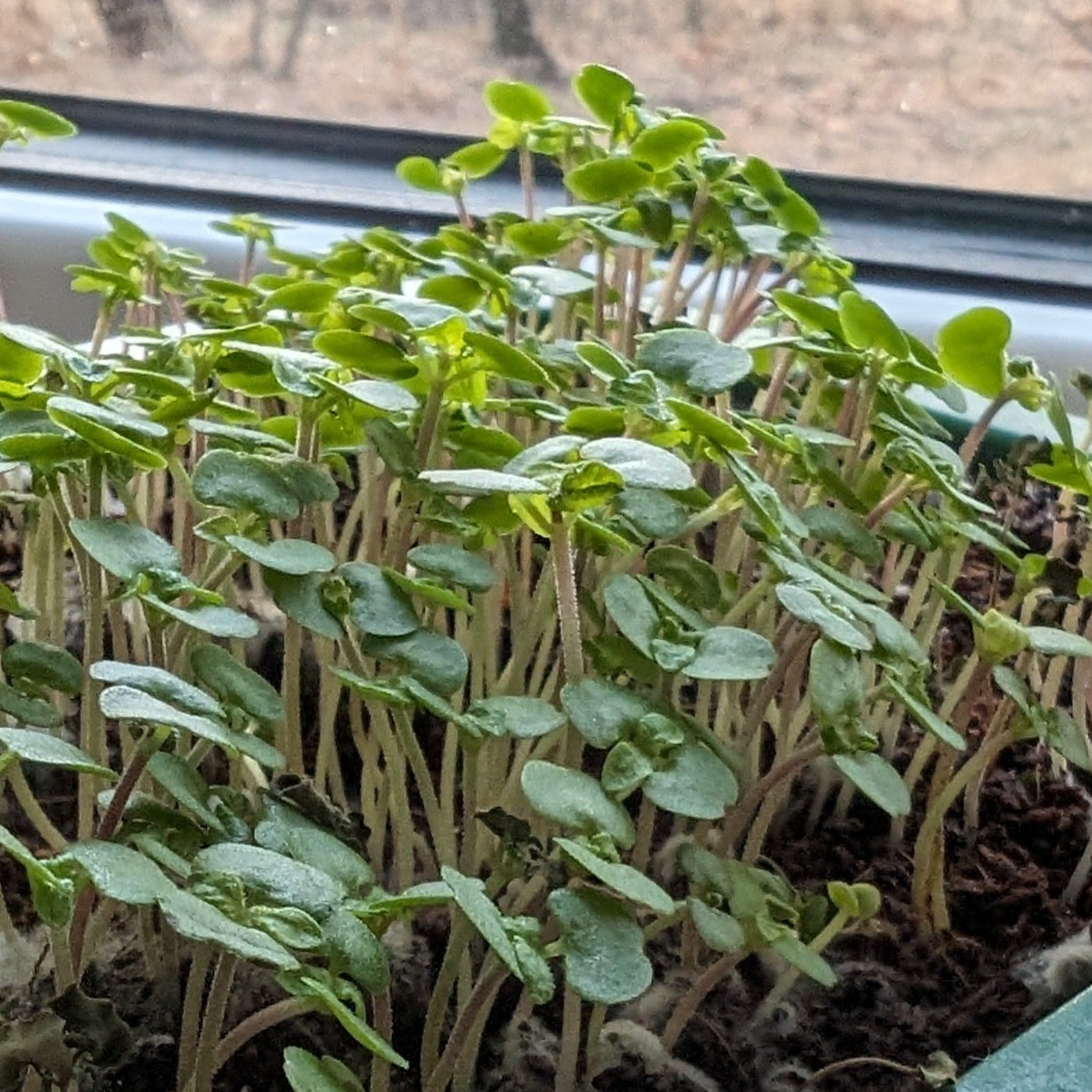 Organic Microgreens: Shiso