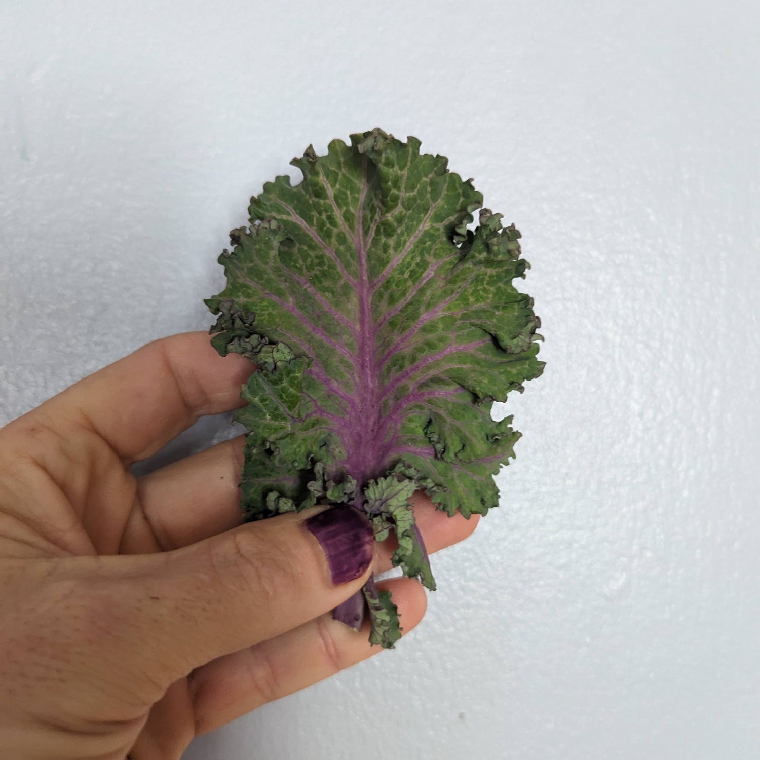 Purple Ultracross Collard