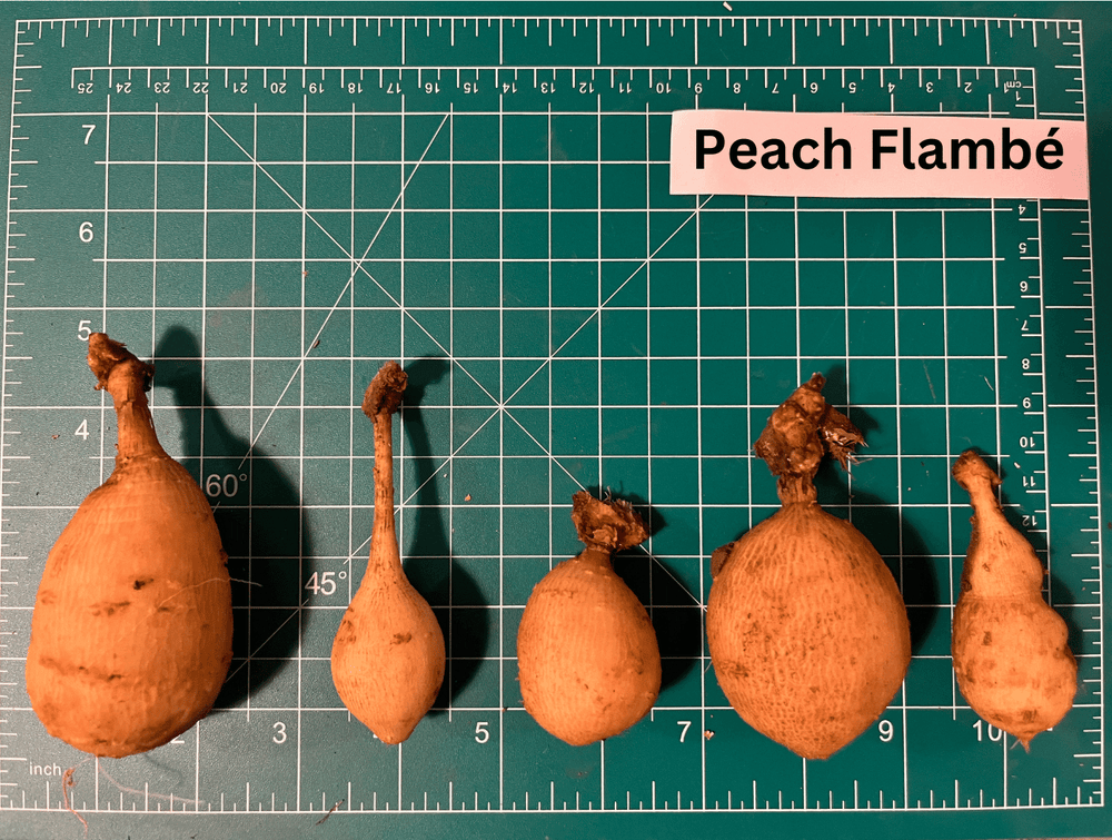 Peach Flambé Dahlia Tuber
